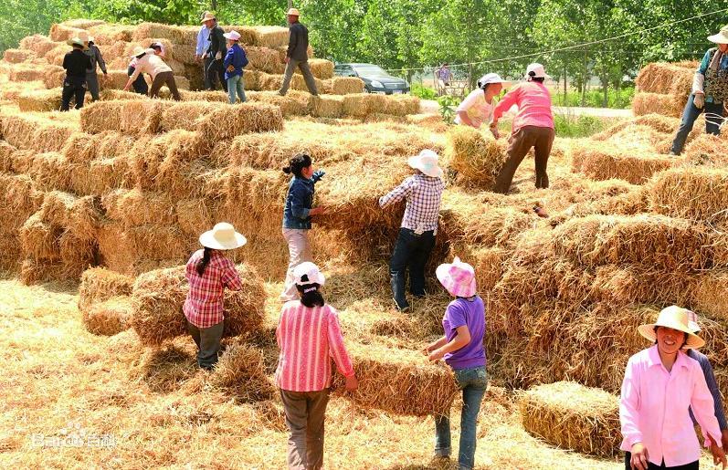秸稈粉碎機讓秸稈焚燒現象從此消失且搖身一變成為農業(yè)種植新肥料(圖1) 秸稈